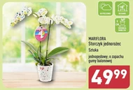 Storczyk Mariflora
