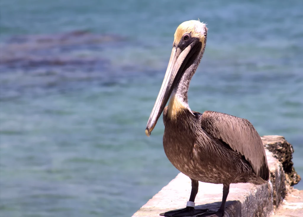 Chude, słabe i ledwie żywe. Setki wycieńczonych pelikanów jest każdego dnia znajdowanych na plażach w Kalifornii. Zwierzęta głodują, choć tak naprawdę nikt nie wie dlaczego