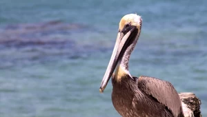 Setki wychudzonych pelikanów. Mają anemię i niedowagę