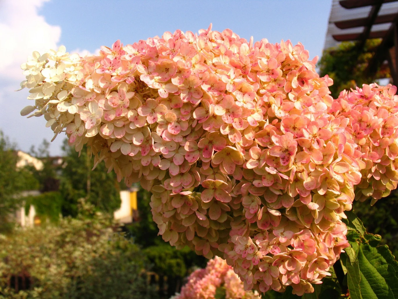 Hortensja bukietowa kwitnie od maja do października. 