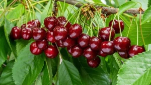 Jakie odmiany owoców są odporne na choroby?