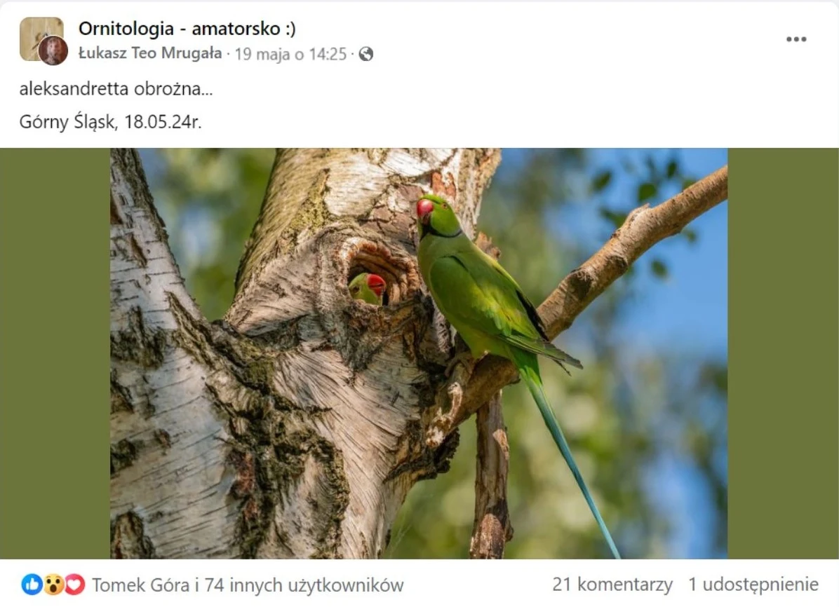 Aleksandretta obrożna na Śląsku przy gnieździe Aleksandretta obrożna na Śląsku przy gnieździe