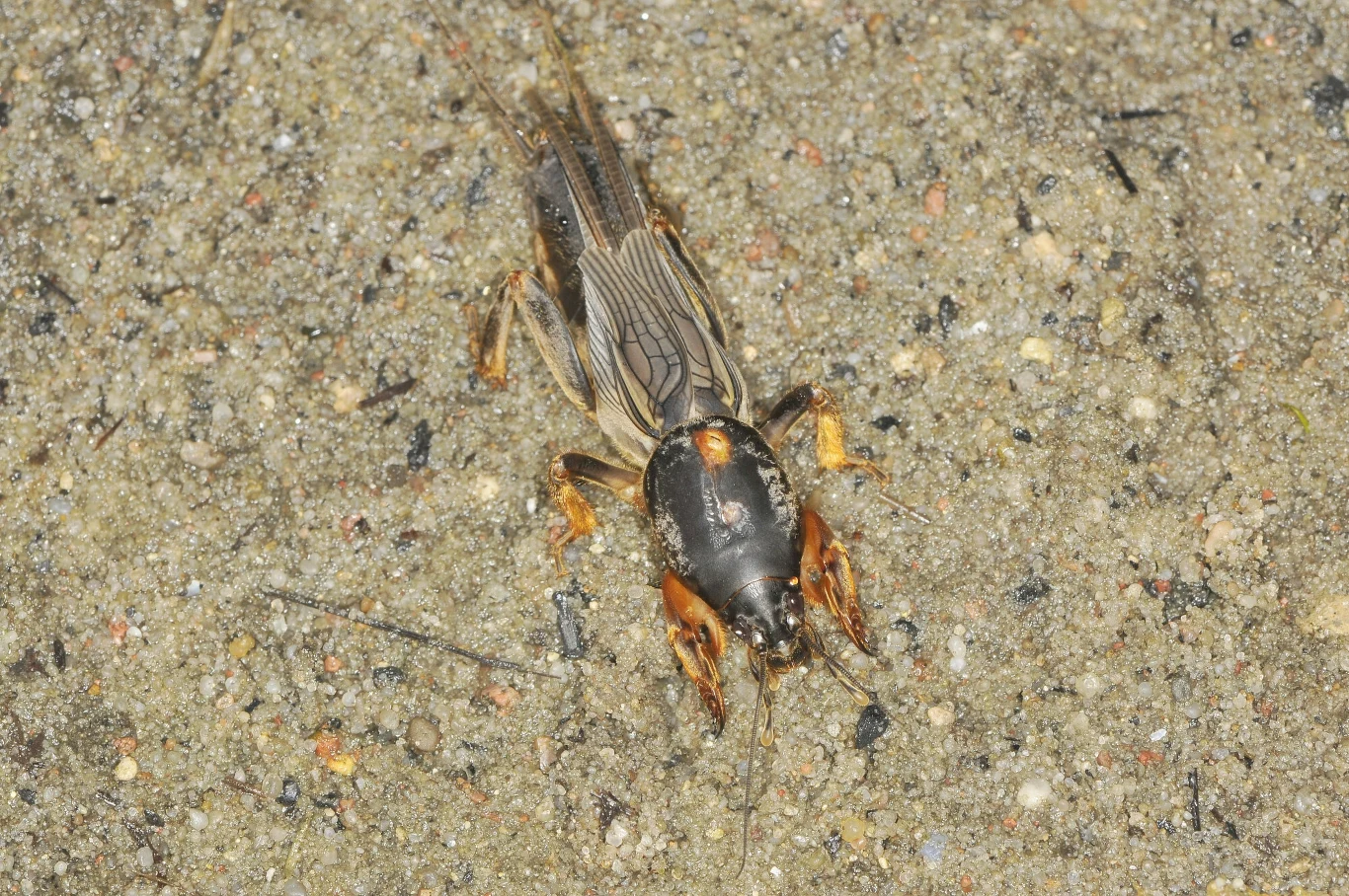 Turkuć podjadek to bardzo uciążliwy szkodnik Turkuć podjadek to bardzo uciążliwy szkodnik