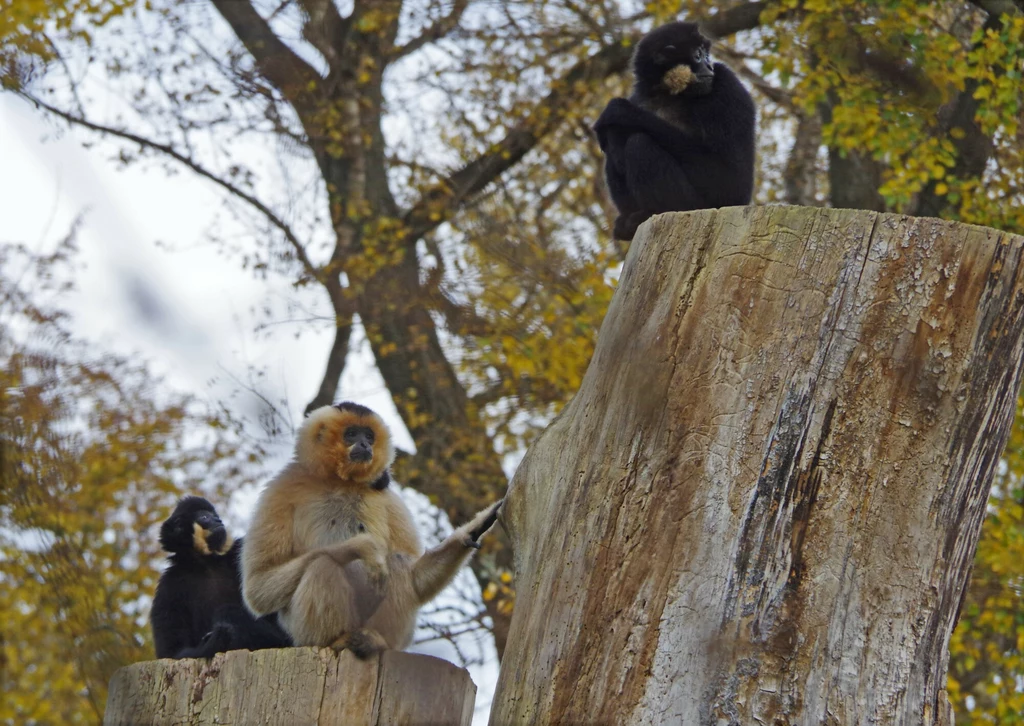 Gibbońce żółtolice w warszawskim zoo