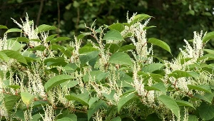 Ta roślina roślinie w wielu polskich ogrodach. Mało kto wie, że jest zakazana