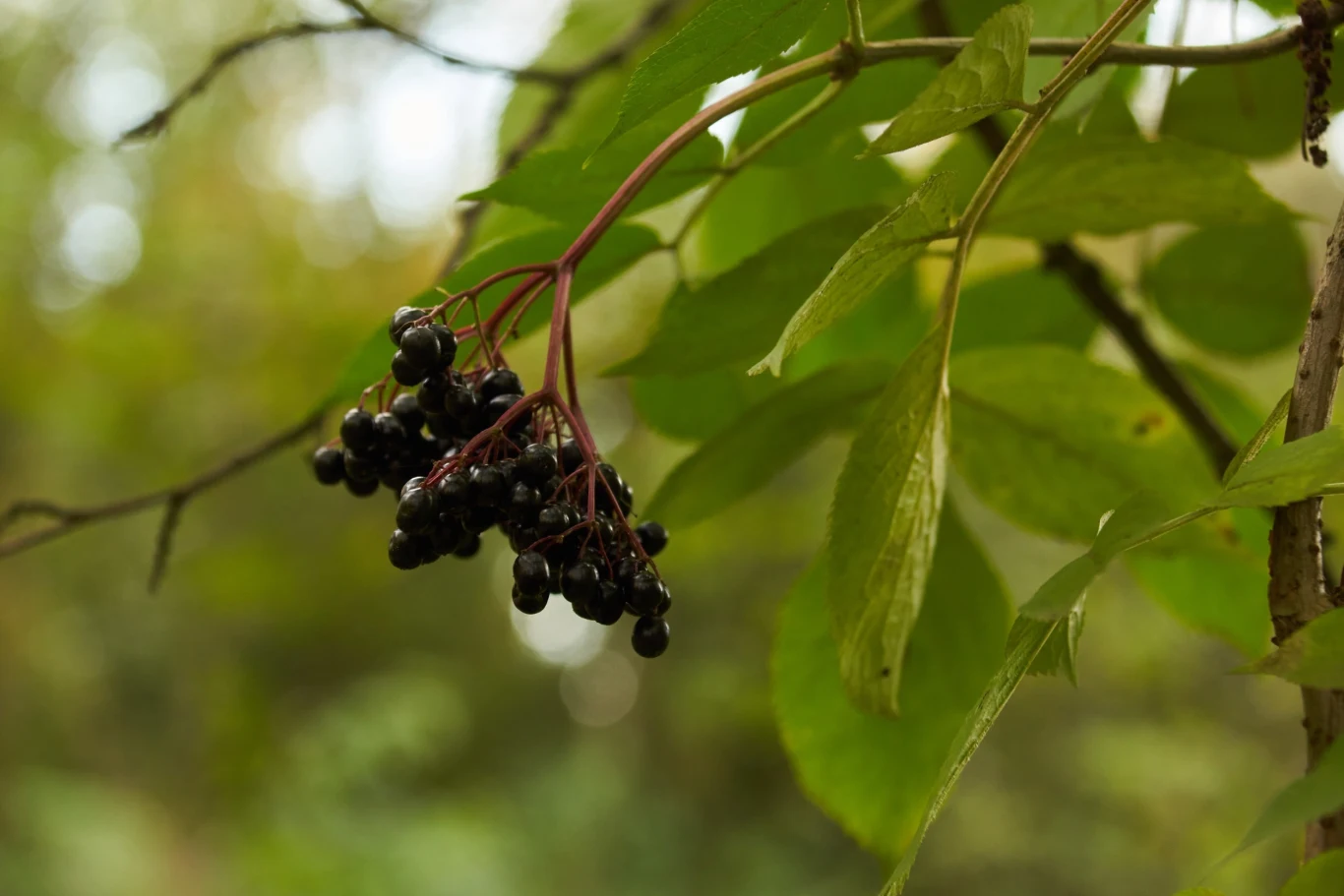 Czarny bez skutecznie zniechęci węże do odwiedzin w przydomowej przestrzeni