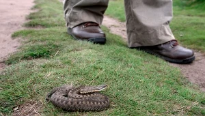 Żmija zygzakowata to towarzystwo, na które nie chcielibyśmy natknąć się w ogródku lub na działce