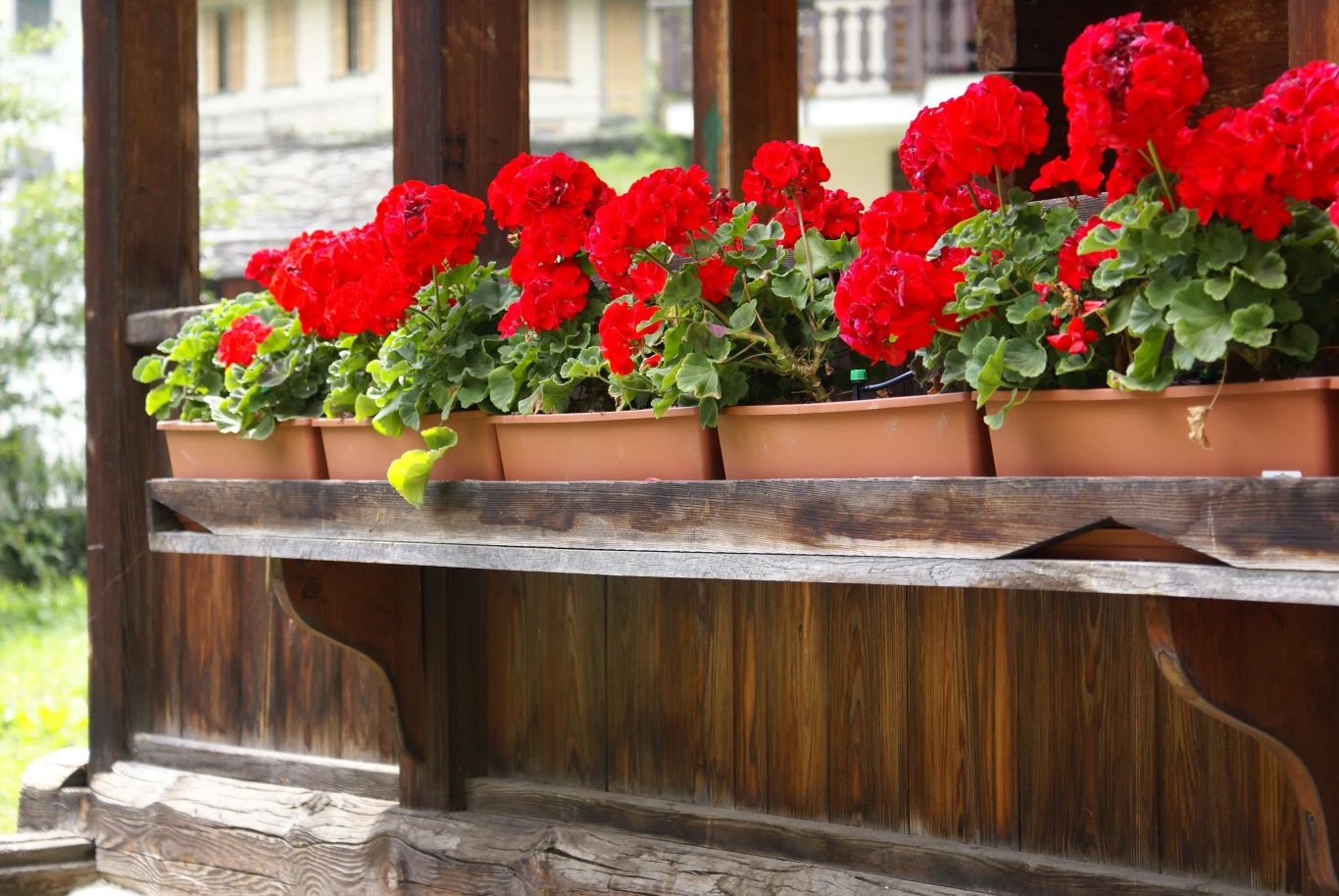 Pelargonie będą kwitły masowo. Wystarczy czasem trochę im w tym pomóc Pelargonie będą kwitły masowo. Wystarczy czasem trochę im w tym pomóc