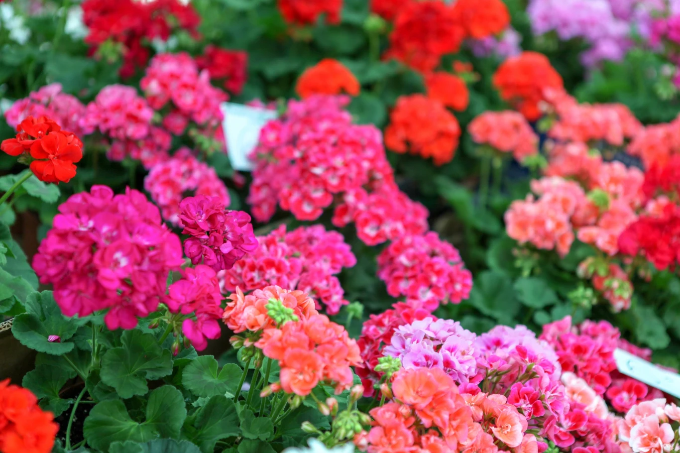 Bez solidnej dawki nawozów nasze pelargonie nie zakwitną