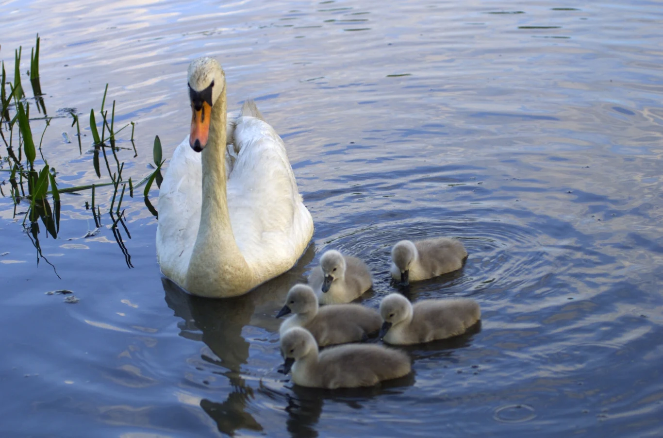Łabędź wraz z młodymi