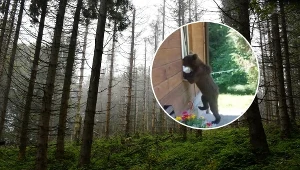 Niedźwiedź podszedł pod dom i zaglądał przez okno