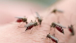 Działasz na komary jak magnes? Kolor i zapach mają znaczenie