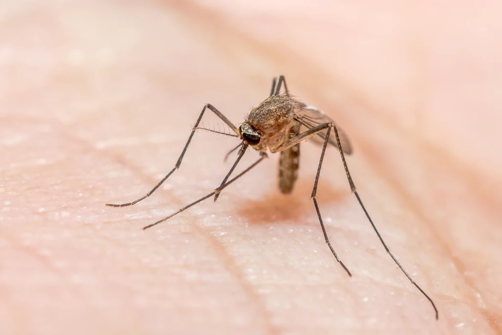 Komary z rodzaju Anopheles to groźni nosiciele malarii
