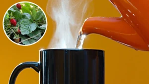 Zerwij w ogrodzie i zaparz. Będziesz mieć gładszą skórę i talię osy