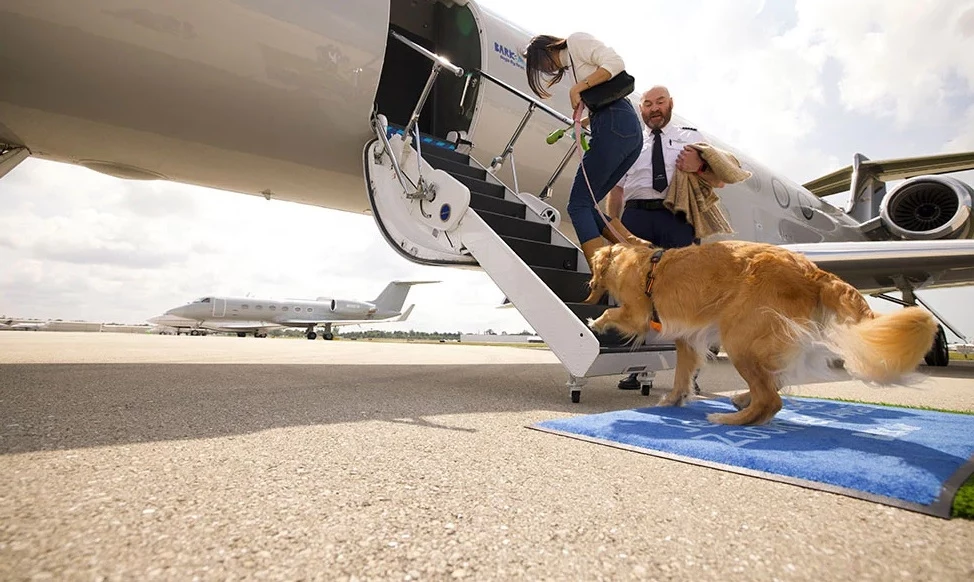 Bark Air już lata i wyprzedało wszystkie bilety