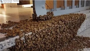 "Pszczoły wędrowne": Co robić, gdy się pojawią?