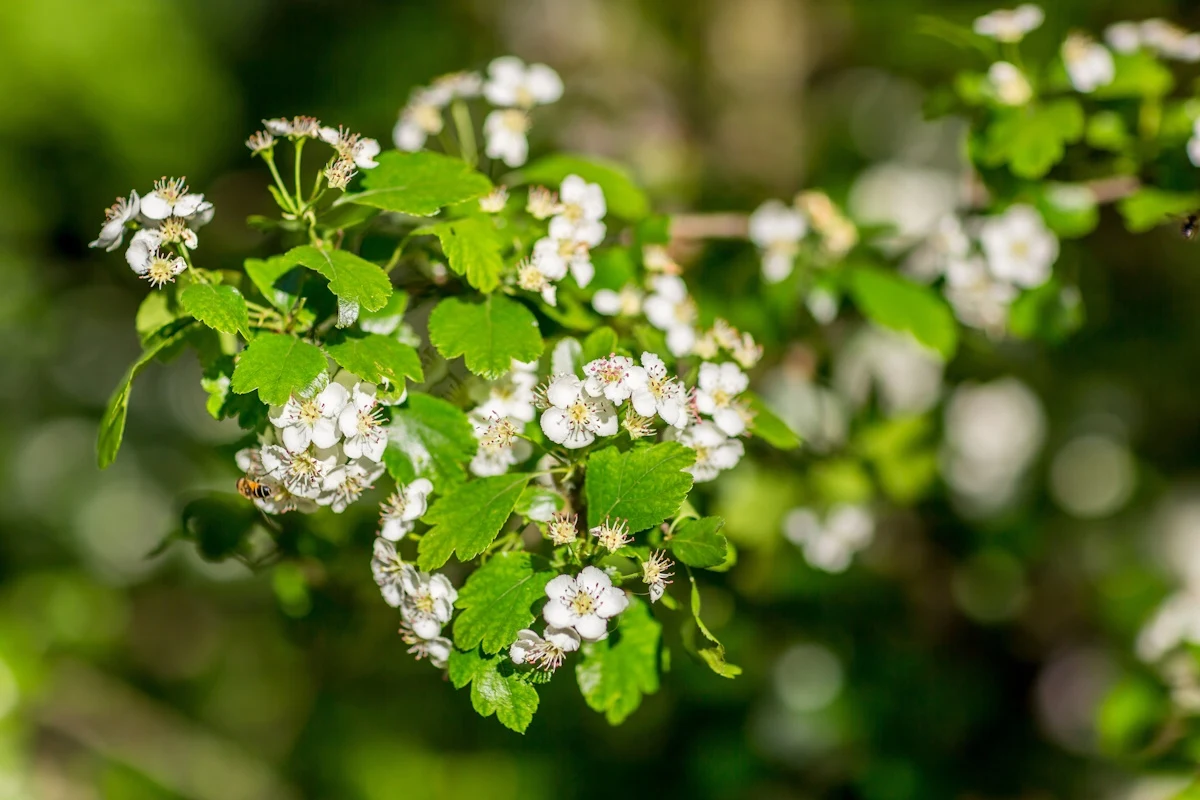 W maju i czerwcu szukaj białych kwiatów. A potem sporządź zdrowotny napar W maju i czerwcu szukaj białych kwiatów. A potem sporządź zdrowotny napar