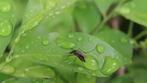 Co na komary w ogrodzie? Najlepsze triki i skuteczne sposoby