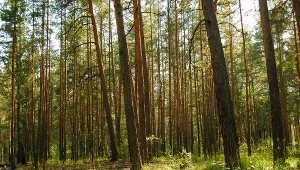 Burze lasom nie pomogły. Wkrótce jednak sytuacja się zmieni