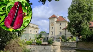 W Łańcucie zakwitły wyjątkowe lilie. Zachwycają wyglądem, lecz ich zapachu nie da się znieść