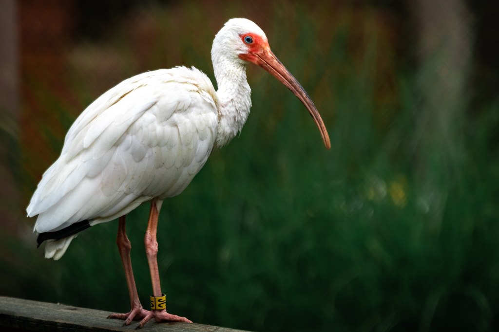 Ptak Ibis.