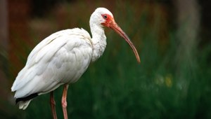 Ptak Ibis.