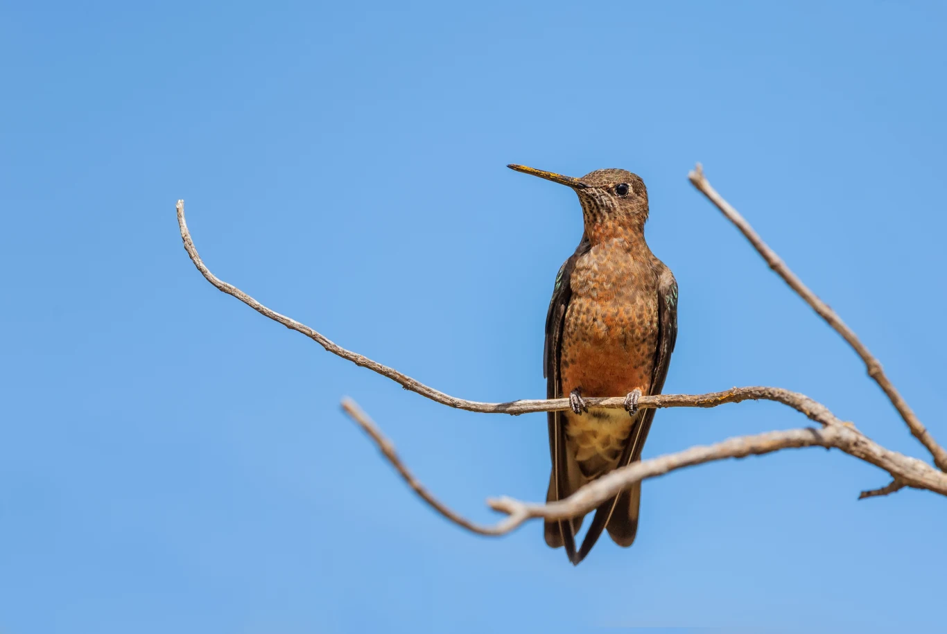 Gigancik - największy z kolibrów - sfotografowany w Ekwadorze. To gatunek górski