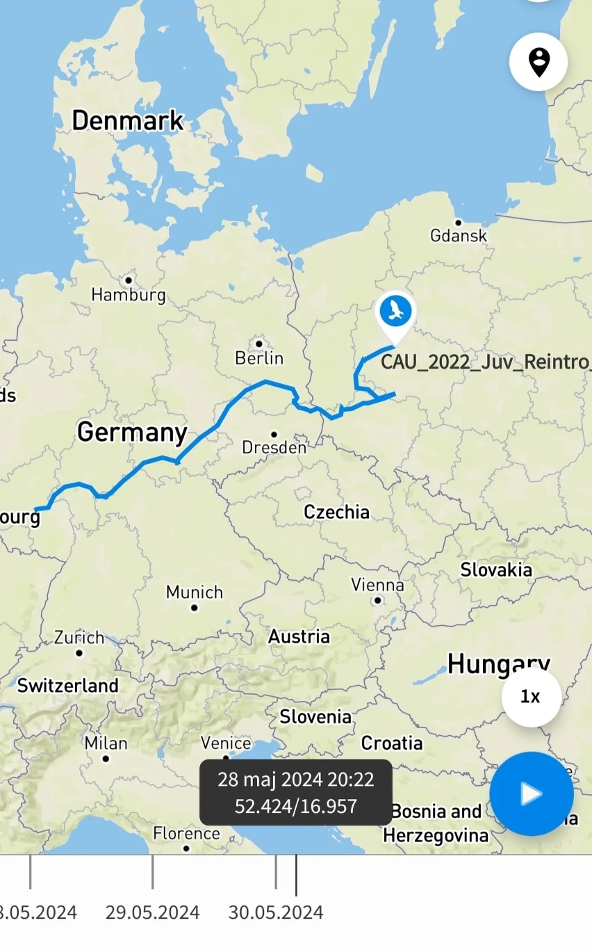 Trasa orłosępa, który doleciał do Poznania Trasa orłosępa, który doleciał do Poznania