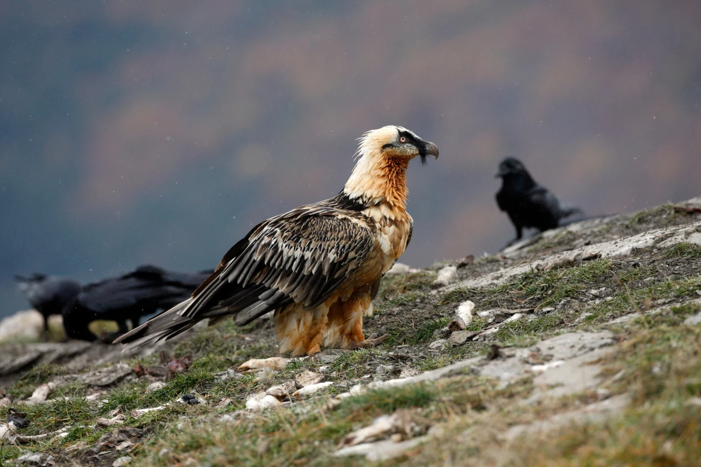Orłosęp brodaty - jeden z największych ptaków Europy