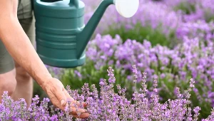 Nie rób tego podczas podlewania lawendy. Inaczej możesz zapomnieć o kwiatach