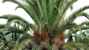 Al wspiera poszukiwania partnerki dla "najbardziej samotnej rośliny na świecie" (zdjęcie ilustracyjne)