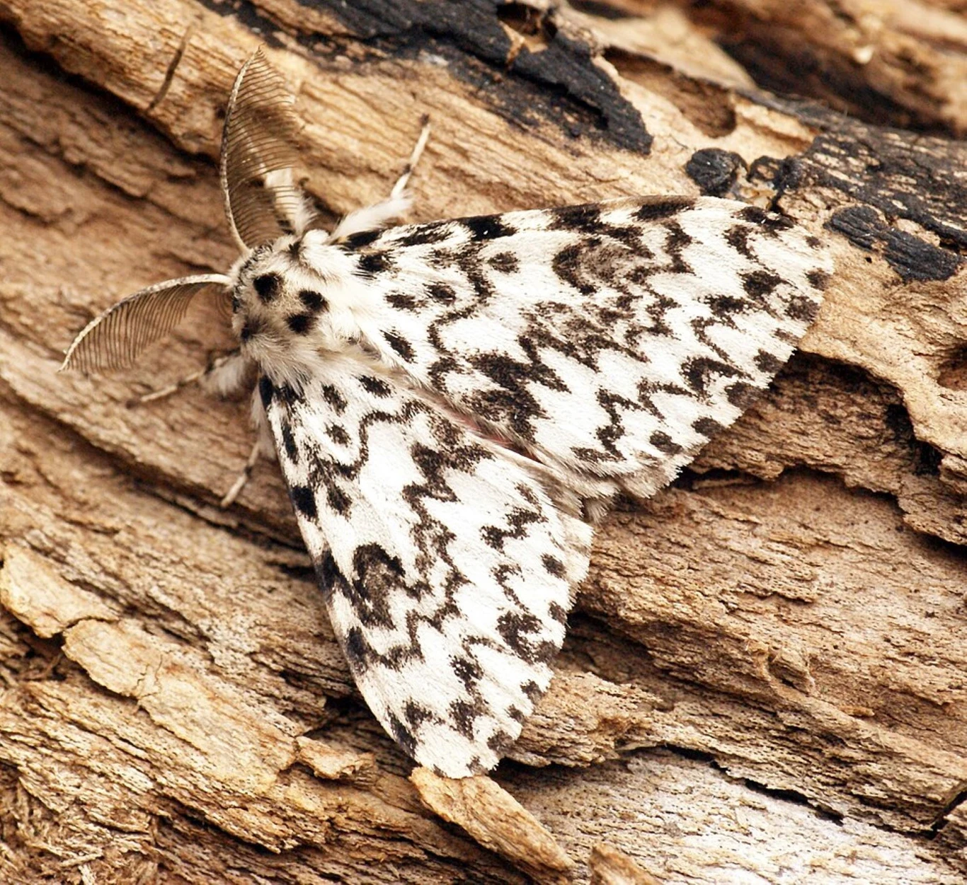 Jasna brudnica mniszka na korze drzewa