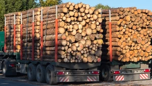 Wycinki w Polsce. Codziennie z lasów wyjeżdża prawie 6 tys. ciężarówek