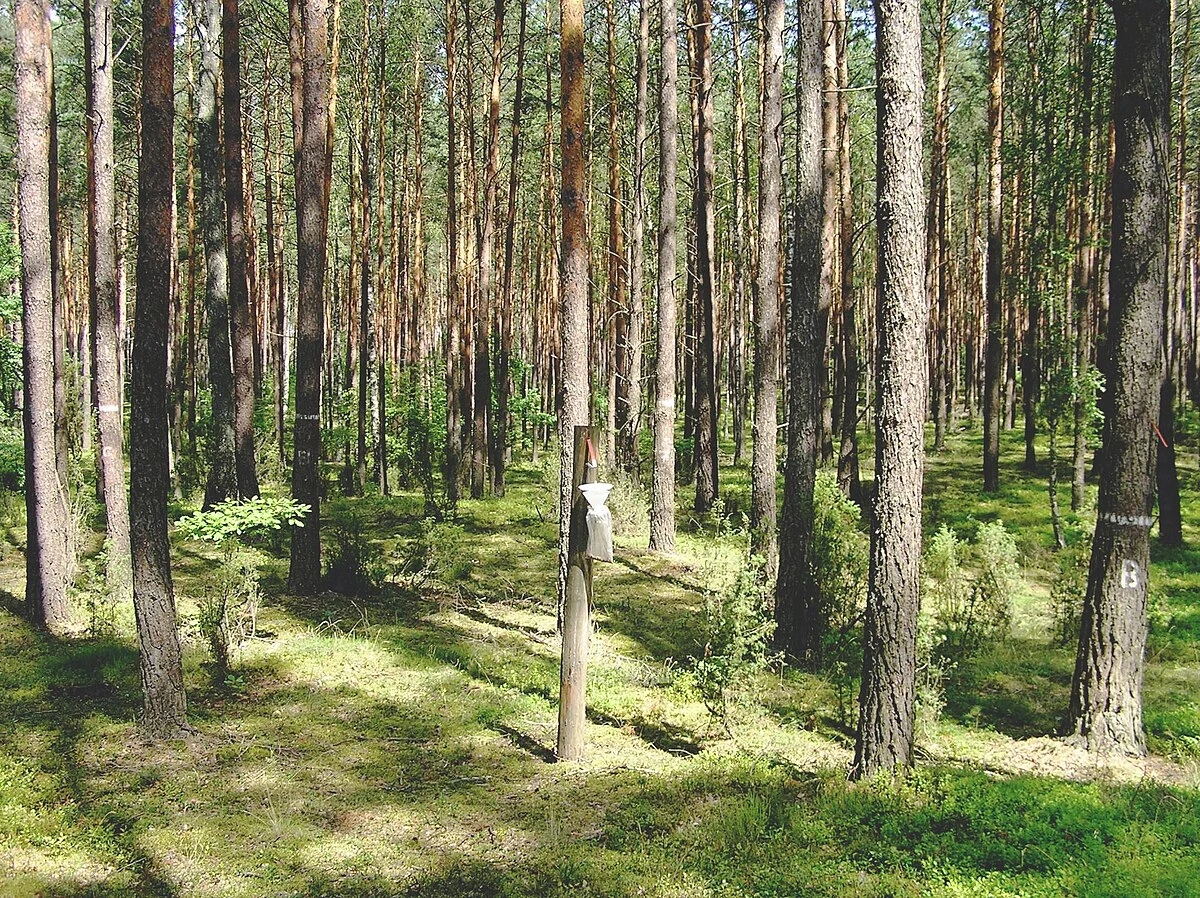 Ustawione w lesie iglastym pułapki feromonowe na brudnicę mniszkę