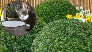 Nie wyrzucaj po śniadaniu. Zalej octem i podlej bukszpan