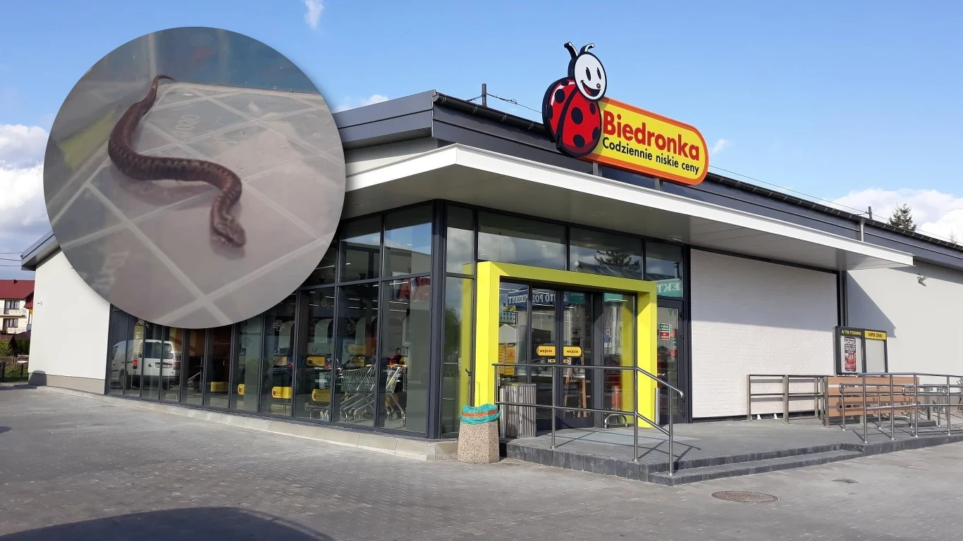 W miejscowości Boguszów-Gorce w sklepie sieci Biedronka niedawno znaleziono żmiję zygzakowatą W miejscowości Boguszów-Gorce w sklepie sieci Biedronka niedawno znaleziono żmiję zygzakowatą