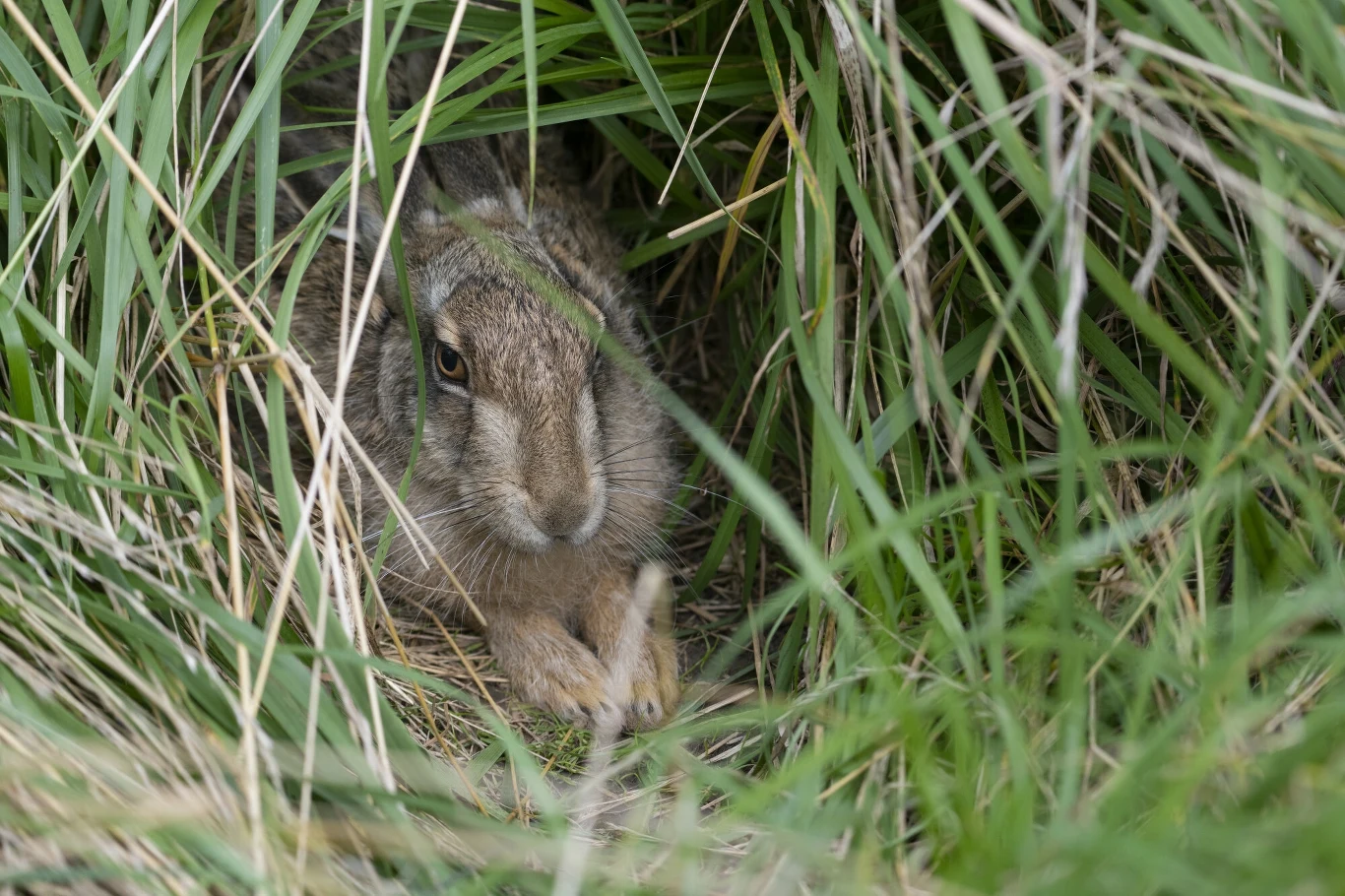 Widząc w trawie zająca, możemy mieć wrażenie, że jest ranny i należy mu pomóc. Jednak zwierzęta lepiej zostawić w spokoju