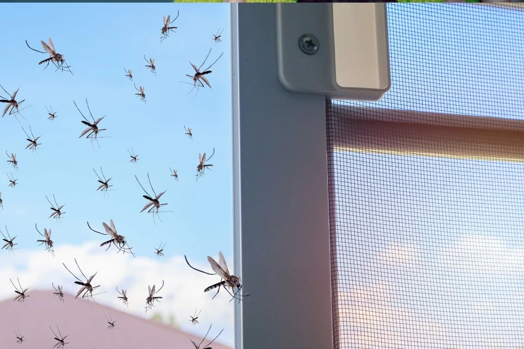 Domowe sposoby na kleszcze, komary i osy. Kosztują grosze i działają