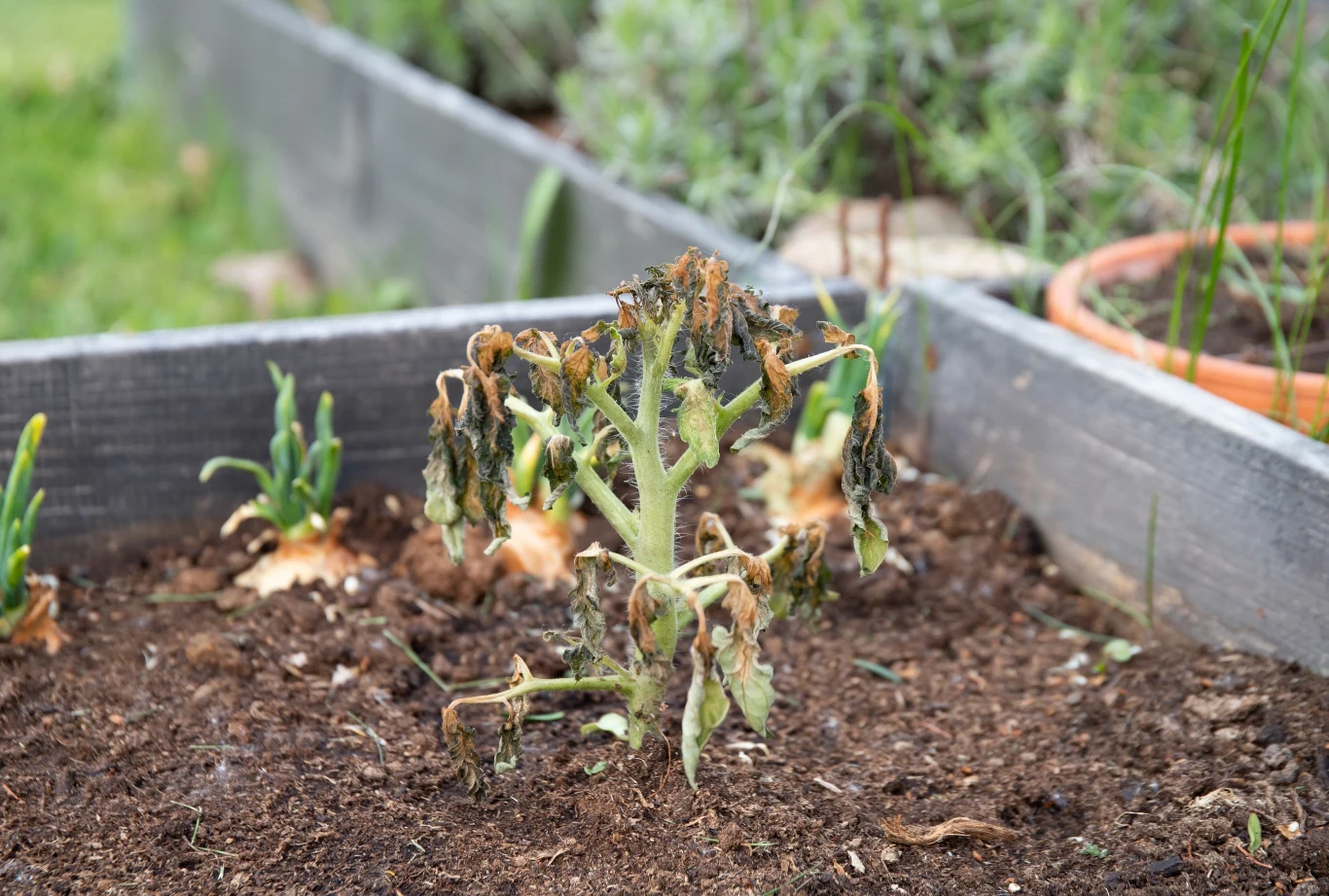 Uschnięte lub więdnące rośliny mogą być oznaką, że w naszym ogródku pojawił się nieproszony gość Uschnięte lub więdnące rośliny mogą być oznaką, że w naszym ogródku pojawił się nieproszony gość