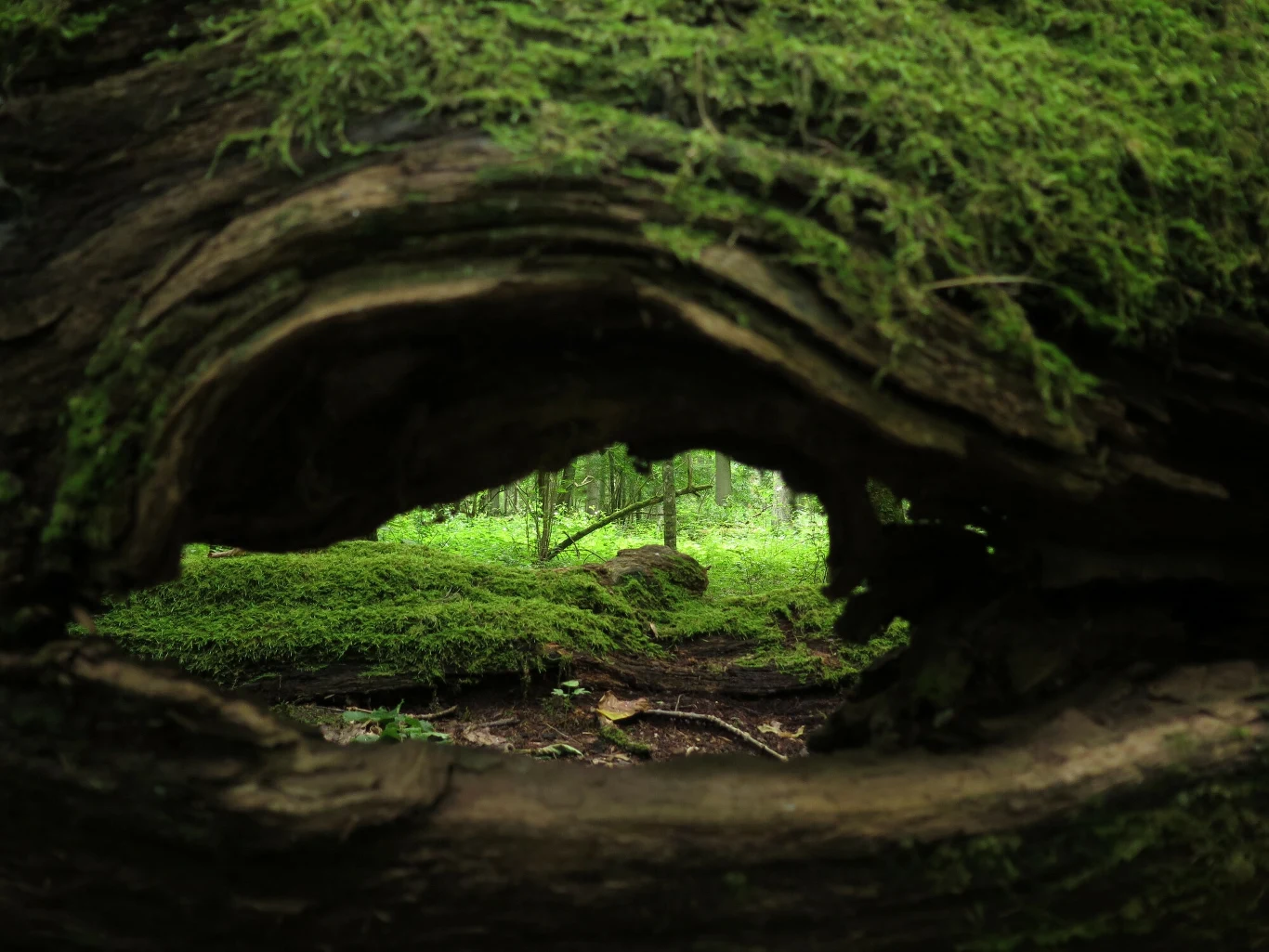 Nie ma drugiej takiej puszczy w całej Europie