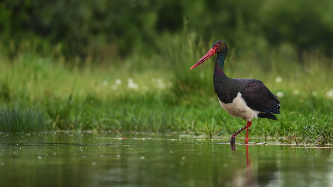 Bocian czarny jest rzadszy od białego i stroni od towarzystwa ludzi