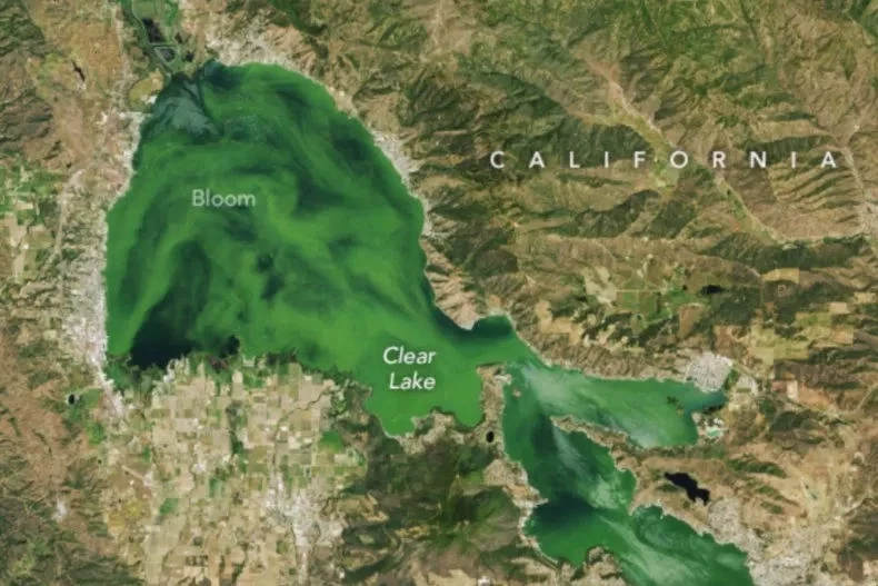 Zdjęcia satelitarne NASA ujawniają, że jezioro Clear Lake zmieniło kolor na zielony. Zdjęcia satelitarne NASA ujawniają, że jezioro Clear Lake zmieniło kolor na zielony.