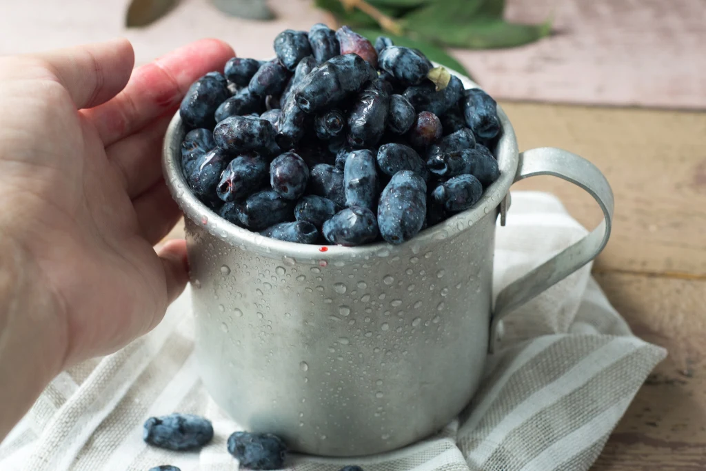 Jagoda kamczacka bardzo pozytywnie wpływa na organizm Jagoda kamczacka bardzo pozytywnie wpływa na organizm