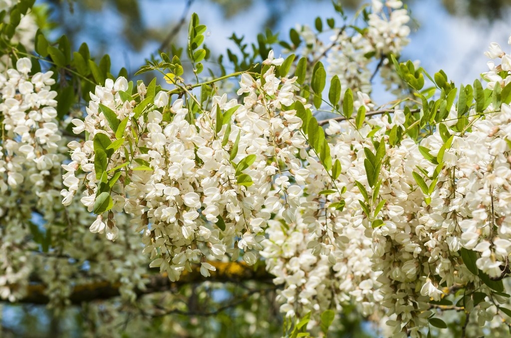 Robinia akacjowa