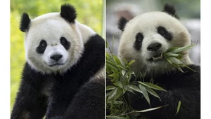 Chińskie pandy wracają do Waszyngtonu. Ameryka oszalała z radości