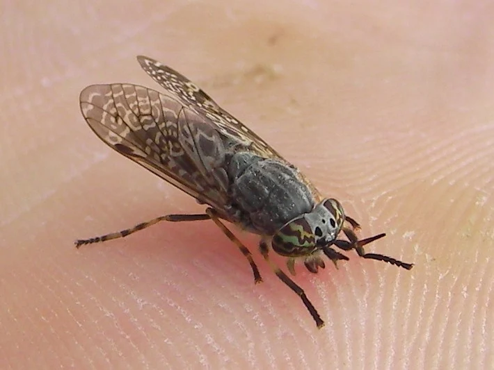 Jusznica deszczowa zwana niekiedy muchą końską