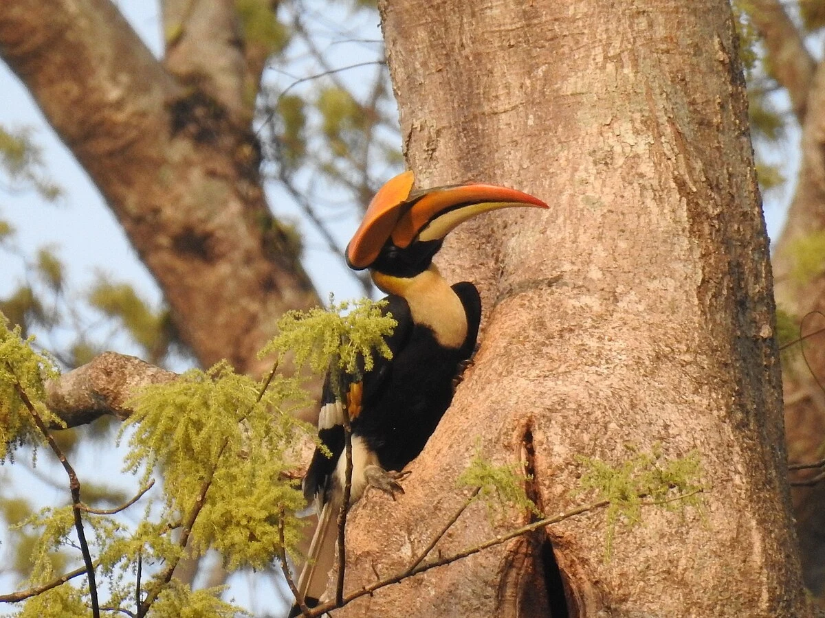 Dzioborożec wielki czyli homraj na drzewie w Pakke Tiger Reserve w Indiach Dzioborożec wielki czyli homraj na drzewie w Pakke Tiger Reserve w Indiach