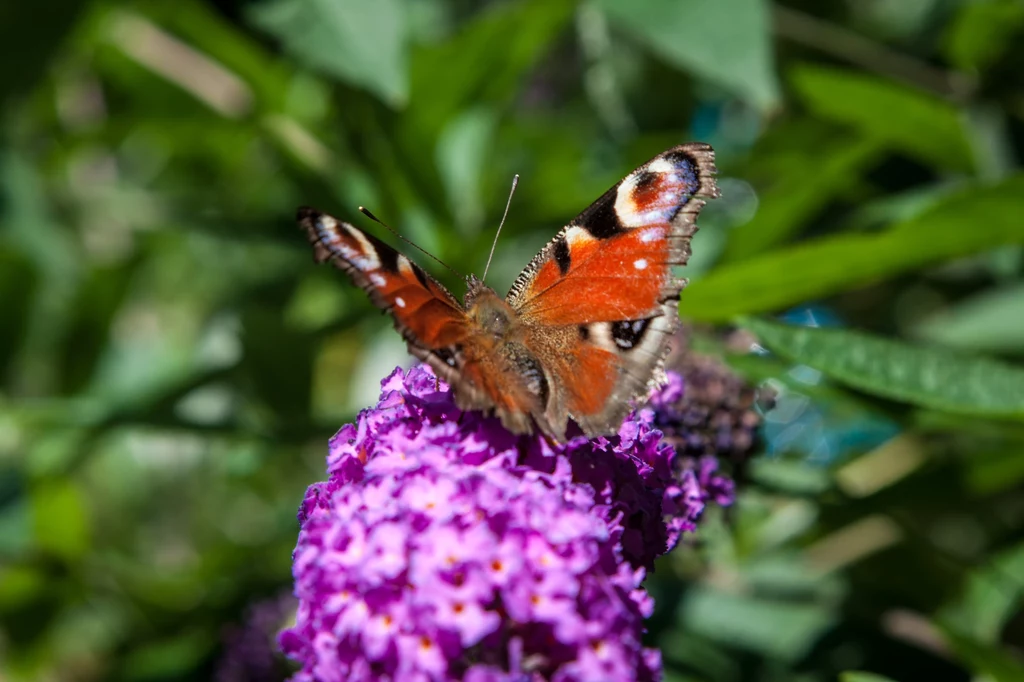 Budleja Dawida to wabik na motyle i pożyteczne owady