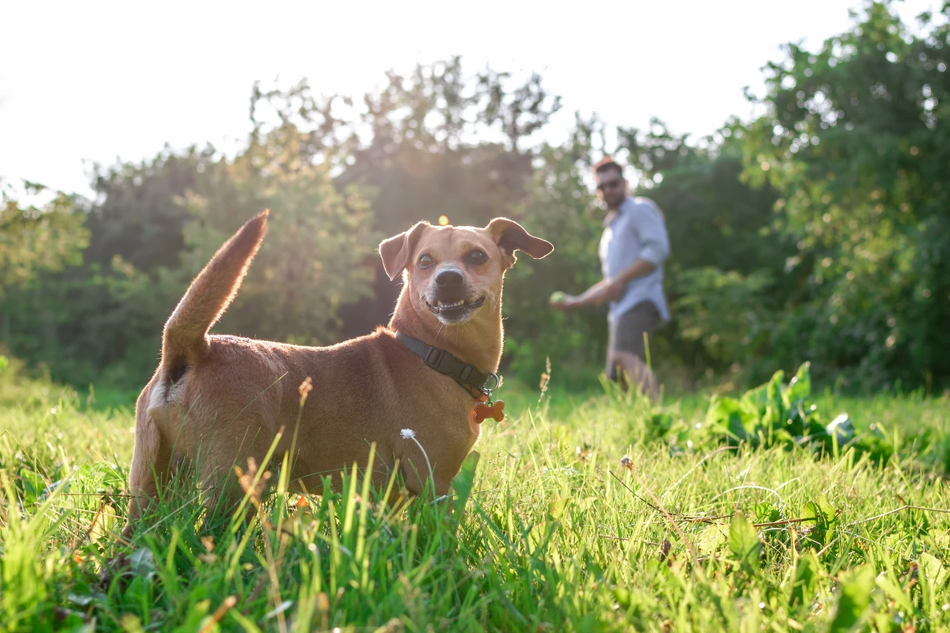 Pies działa na ludzi odstresowująco Pies działa na ludzi odstresowująco