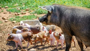 Hodowla zwierząt zmieniła lasy. Stały się mniej różnorodne